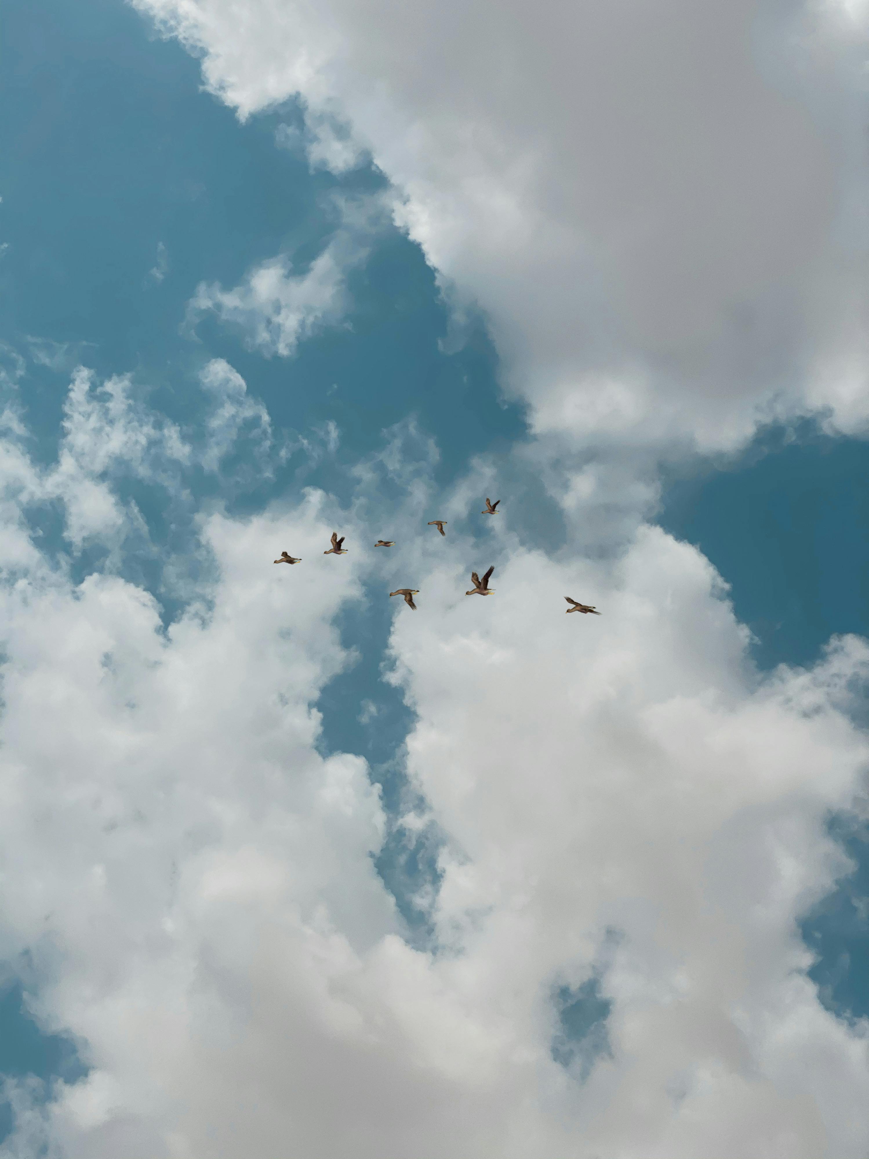 Low Angle Photography of Four Flying Birds · Free Stock Photo