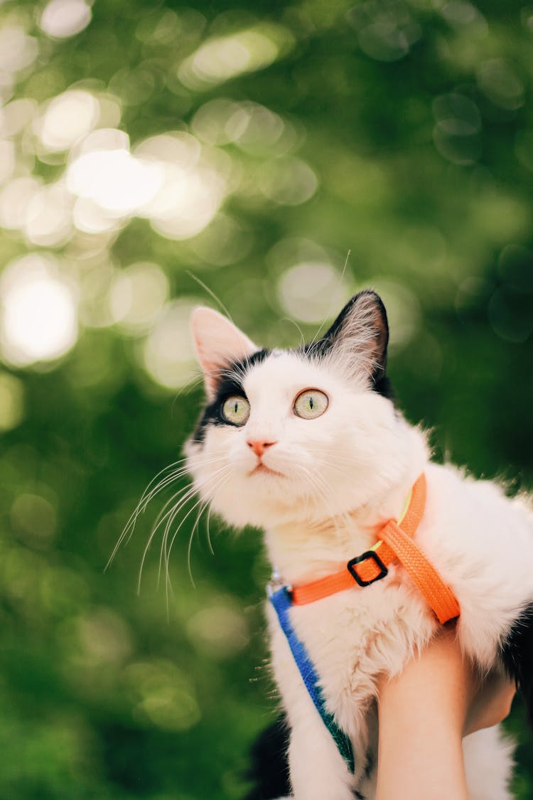  A Calico Cat In A Leash