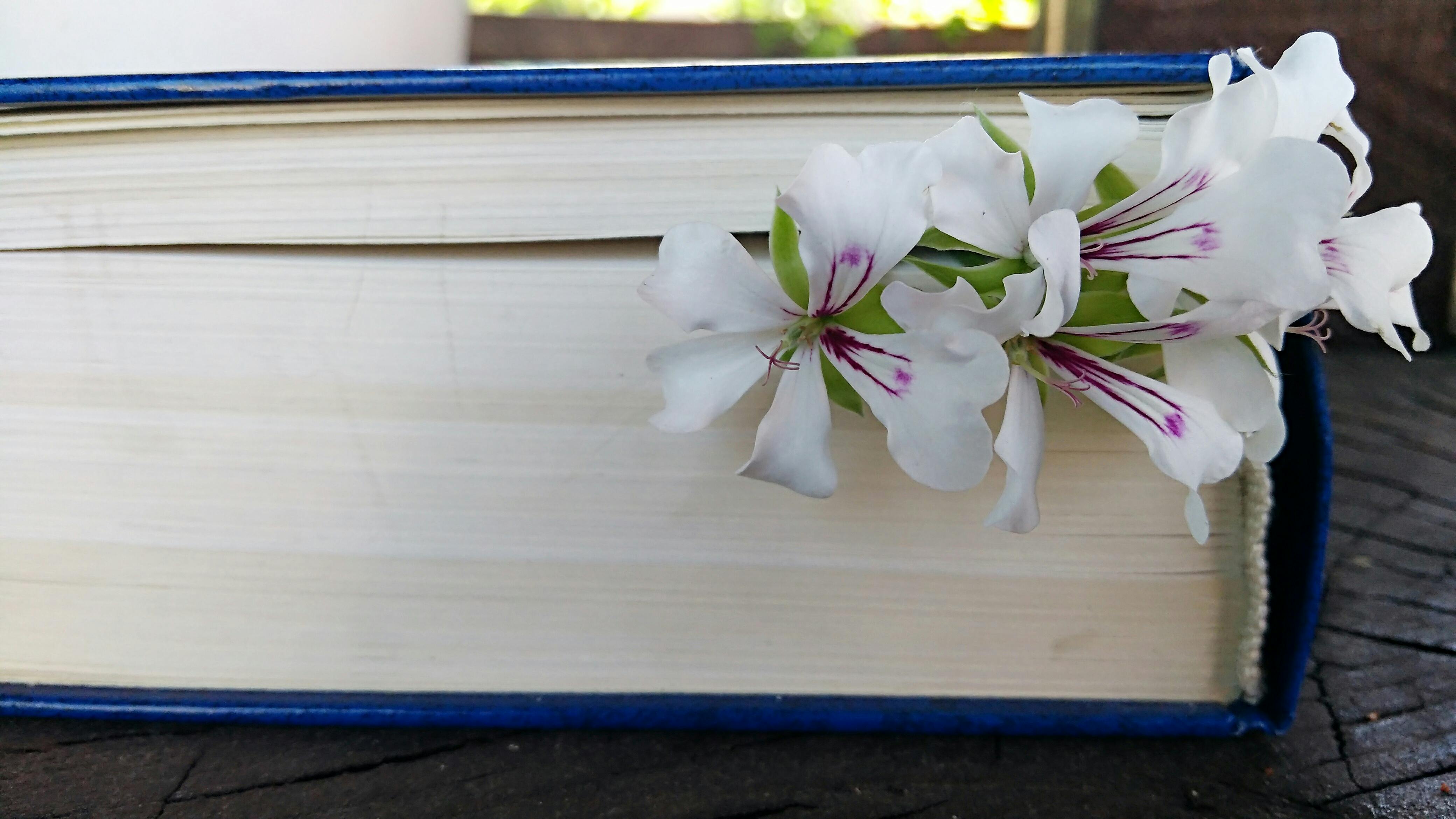 Free stock photo of book, flowers