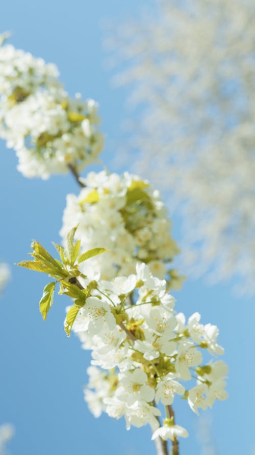 Immagine gratuita di avvicinamento, crescita, fiori bianchi