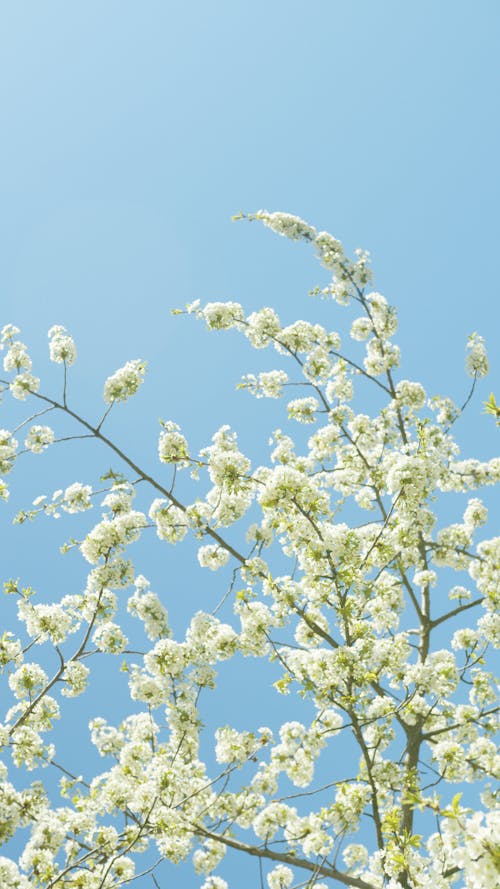 Photos gratuites de branches, ciel bleu, fleurir