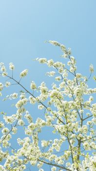 Vertical shot of cherry blossoms in full bloom against a clear blue sky, showcasing spring beauty.