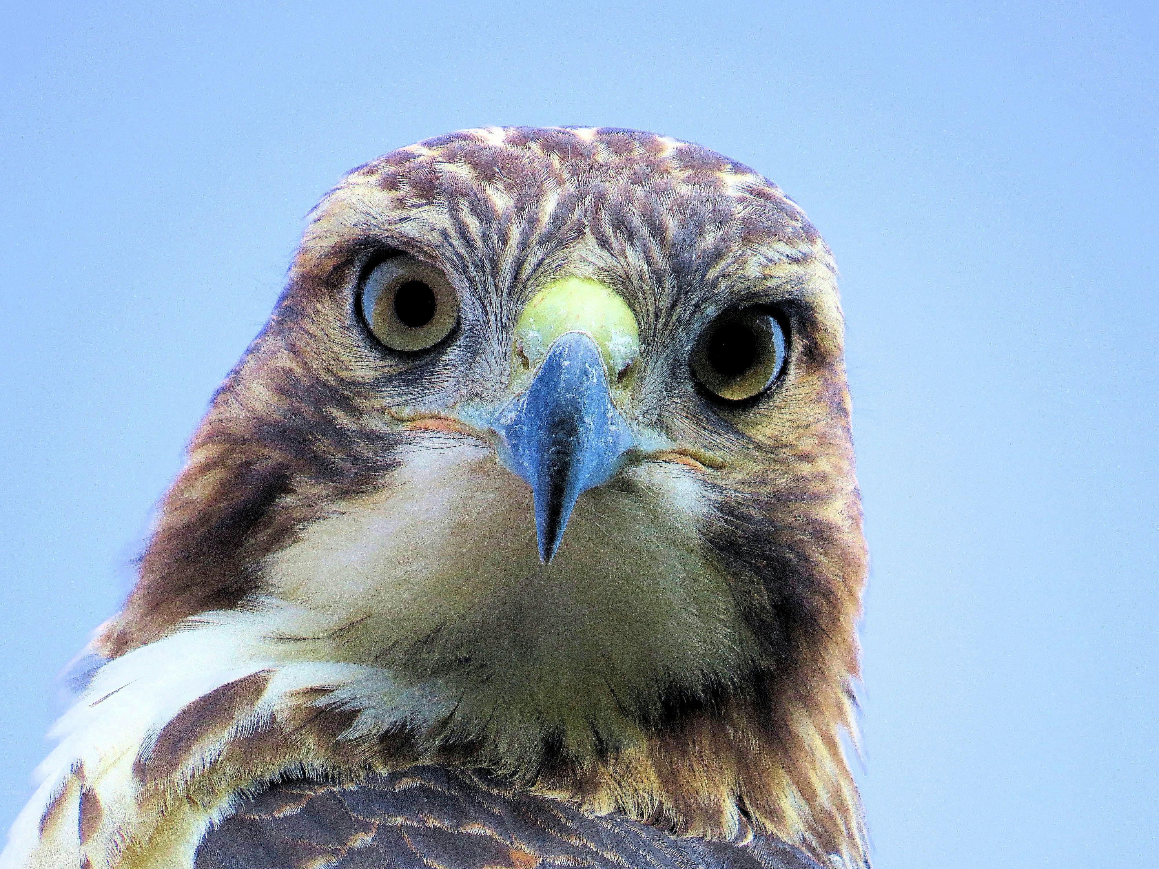 Free stock photo of hawk, red-tailed hawk, stare