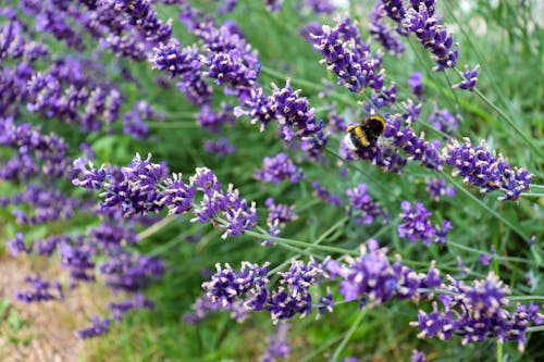 Free stock photo of bee, blooming flowers, blooming lavender