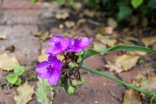 Free stock photo of purple, purple flower