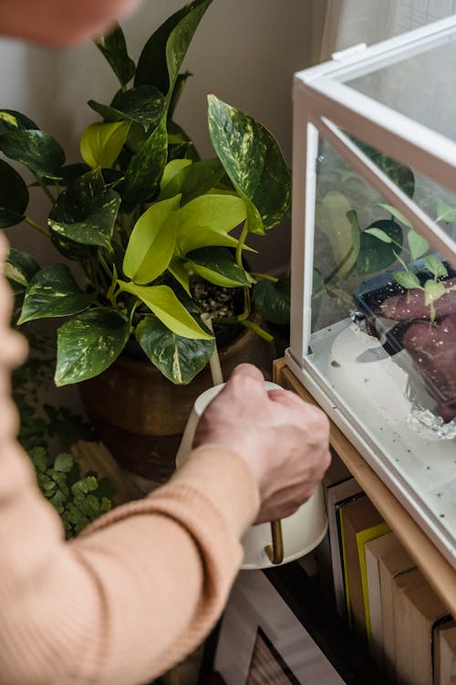 A Person Watering the Green Plant