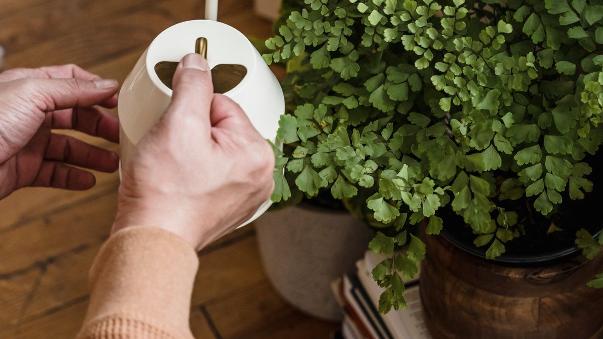Comment choisir des plantes dintérieur adaptées à un climat urbain en 2026