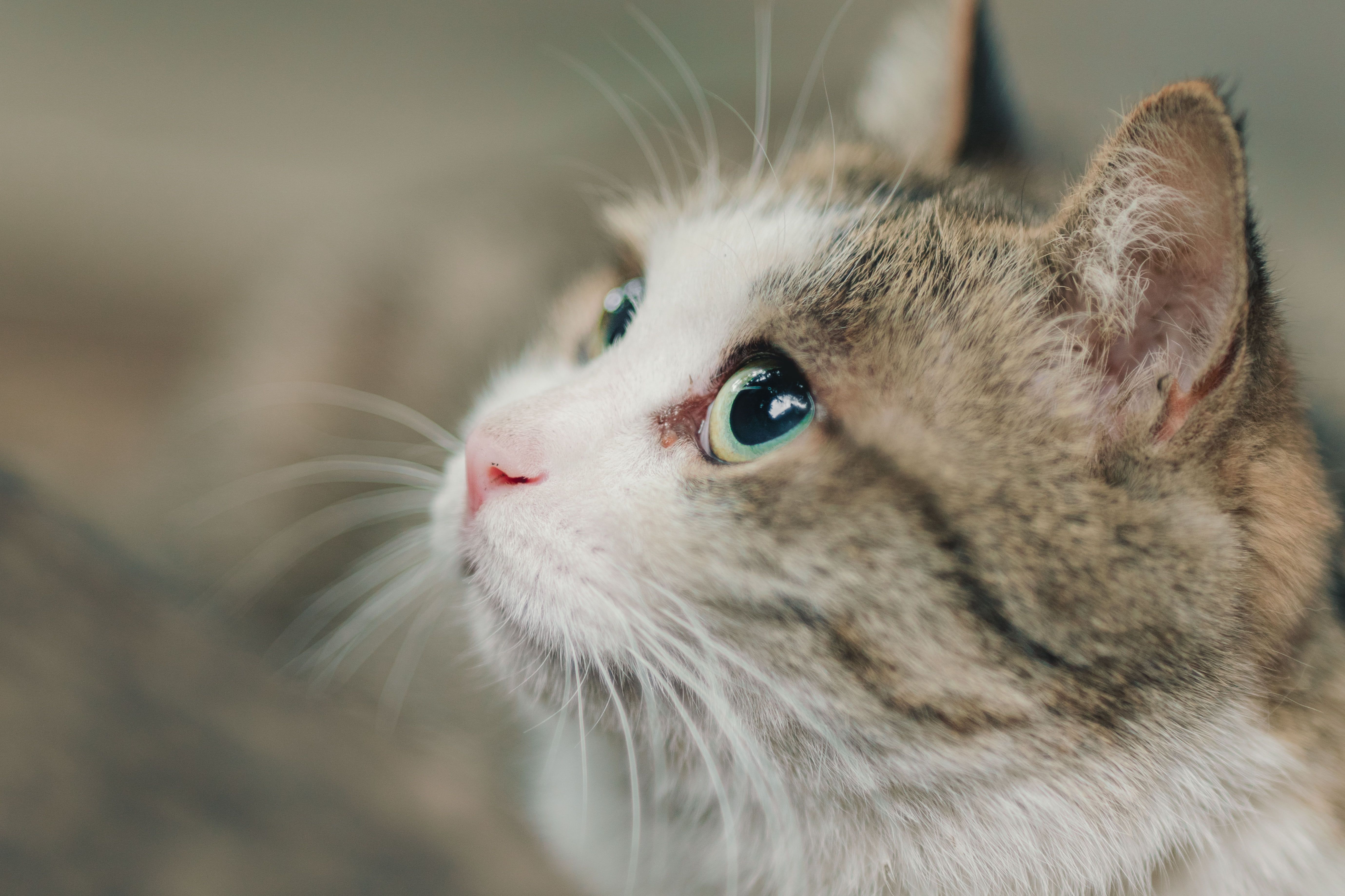 Portret mačke tabby s izražajnim očima i istaknutim brkovima
