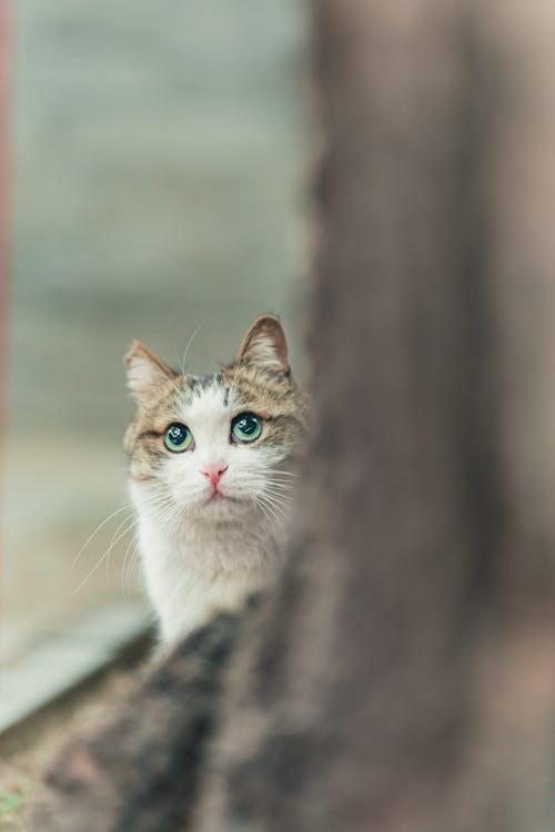 Foto profissional grátis de animal, animal de estimação, bonitinho