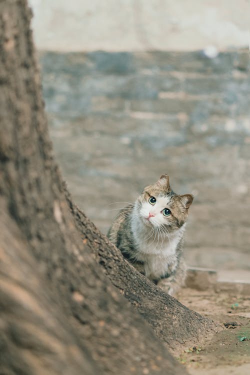 ぶち猫, ペット, 動物の無料の写真素材