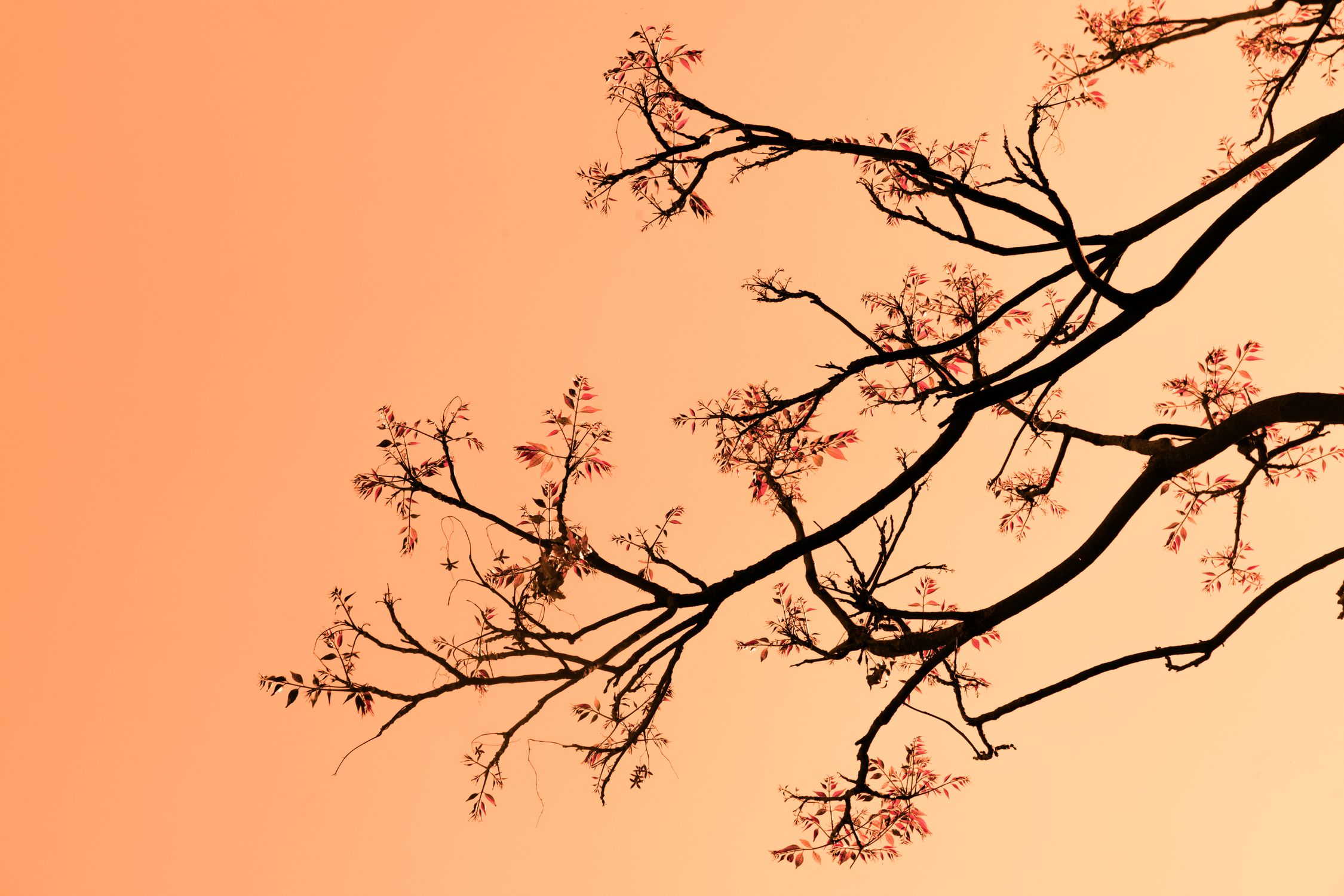 Silhouette of Tree Branches Under the Orange Sky · Free Stock Photo