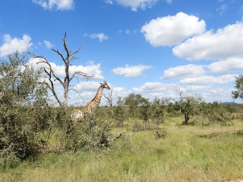 A Giraffe Roaming Free in the Wild