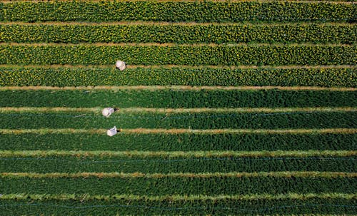 Foto d'estoc gratuïta de agricultors, camp, camps de cultiu