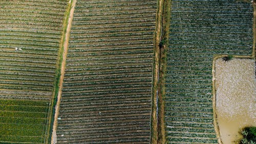 Aerial Shot of an Agricultural Land
