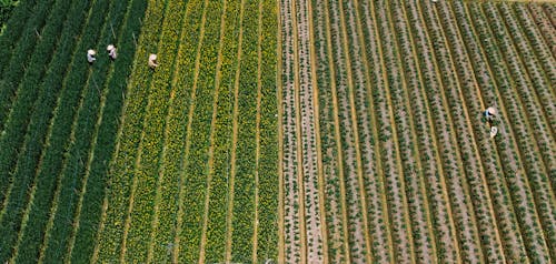 Aerial Shot of a Cropland