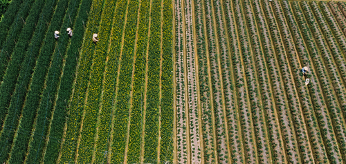 Free Aerial shot of farmers working in lush Dalat fields, Vietnam. Stock Photo
