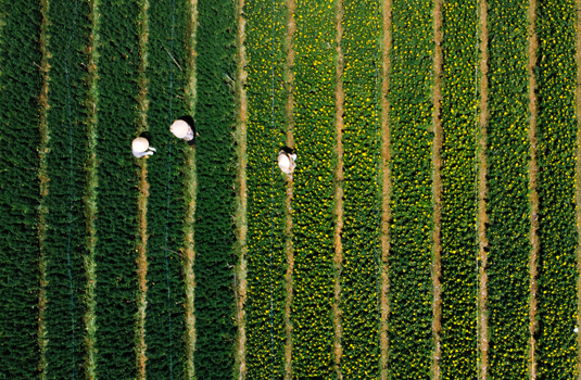Stunning aerial view of Dalat flower fields with farmers in sun hats harvesting crops.
