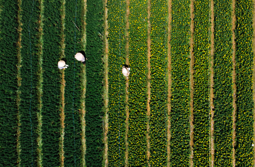 Free Stunning aerial view of Dalat flower fields with farmers in sun hats harvesting crops. Stock Photo
