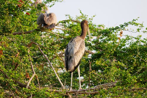 Painted Storks Perched on a Tree