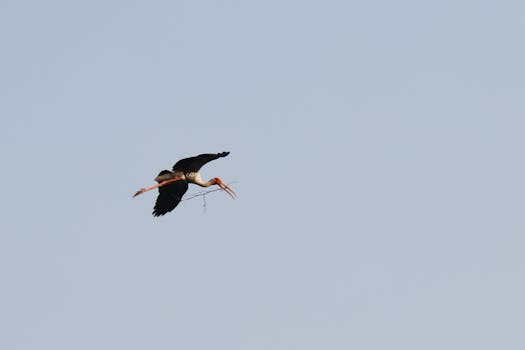 A majestic pelican flying high with a clear blue sky backdrop in India.