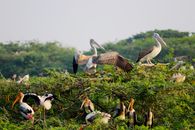 Flock of Pelicans on Green Grass