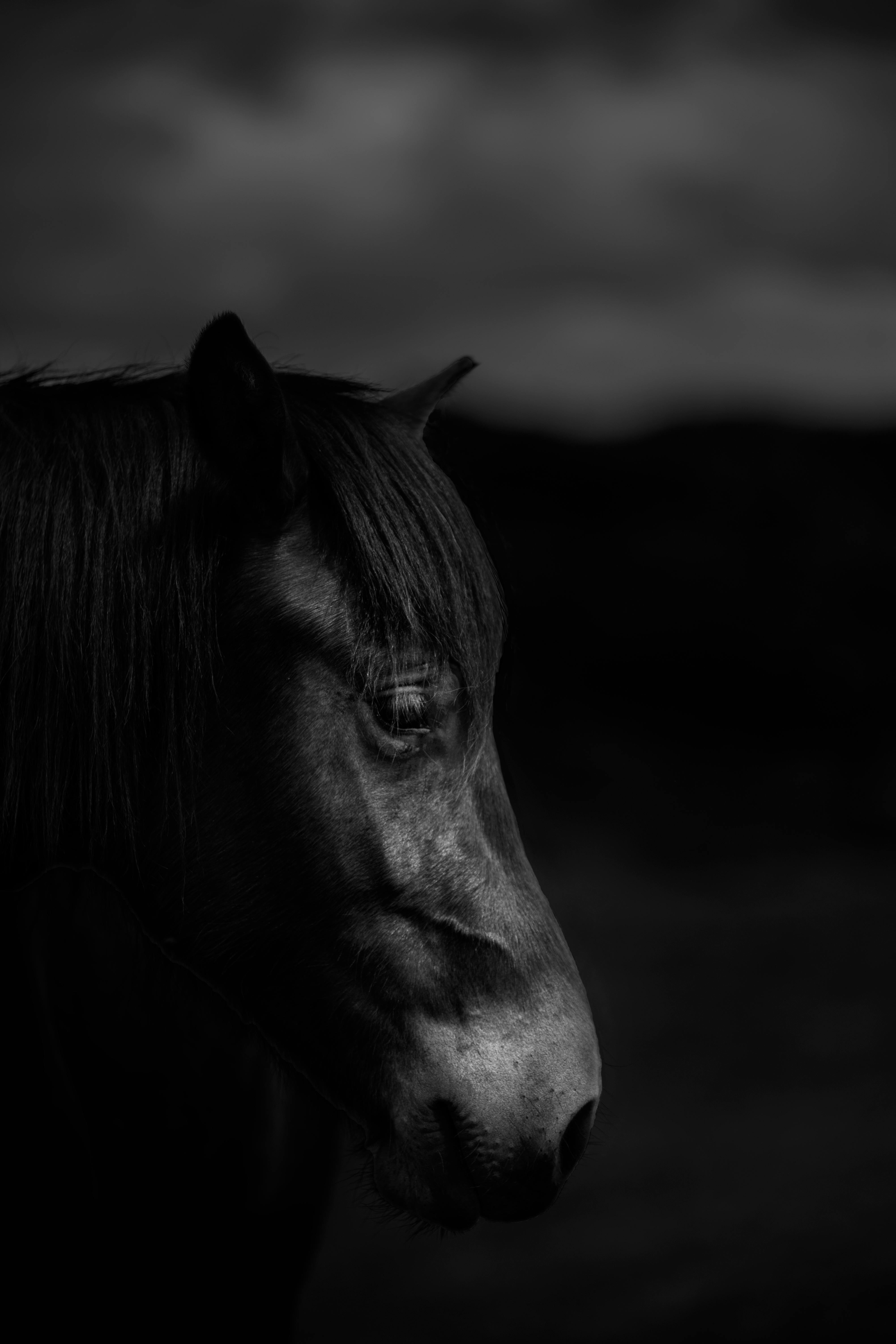 close up shot of a horse