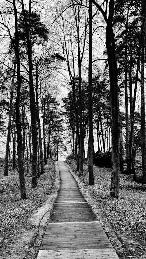 Free Grayscale Photo of a Pathway Between Trees Stock Photo