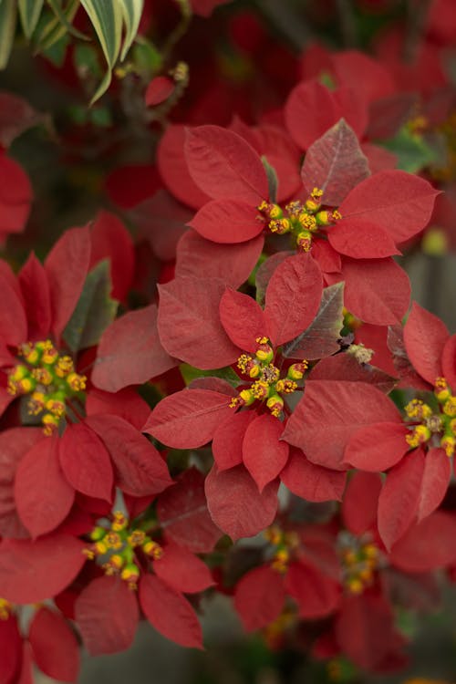 Red and Yellow Flowers in Tilt Shift Lens