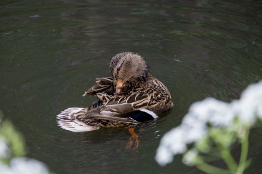 Brown Duck on Water