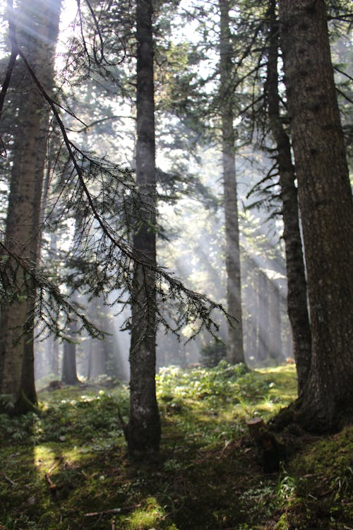 Бесплатное стоковое фото с вертикальный выстрел, высокие деревья, деревья