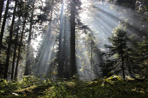 免費 天性, 太陽光線, 森林 的 免費圖庫相片 圖庫相片