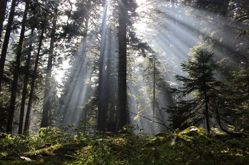 Free Serene forest scene with sunlight streaming through tall trees, creating a tranquil atmosphere. Stock Photo