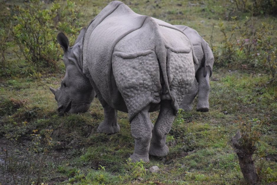 Kaziranga travel package