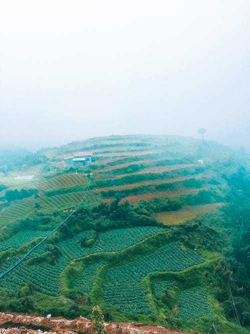 Free stock photo of evergreen, fresh vegetables, mood