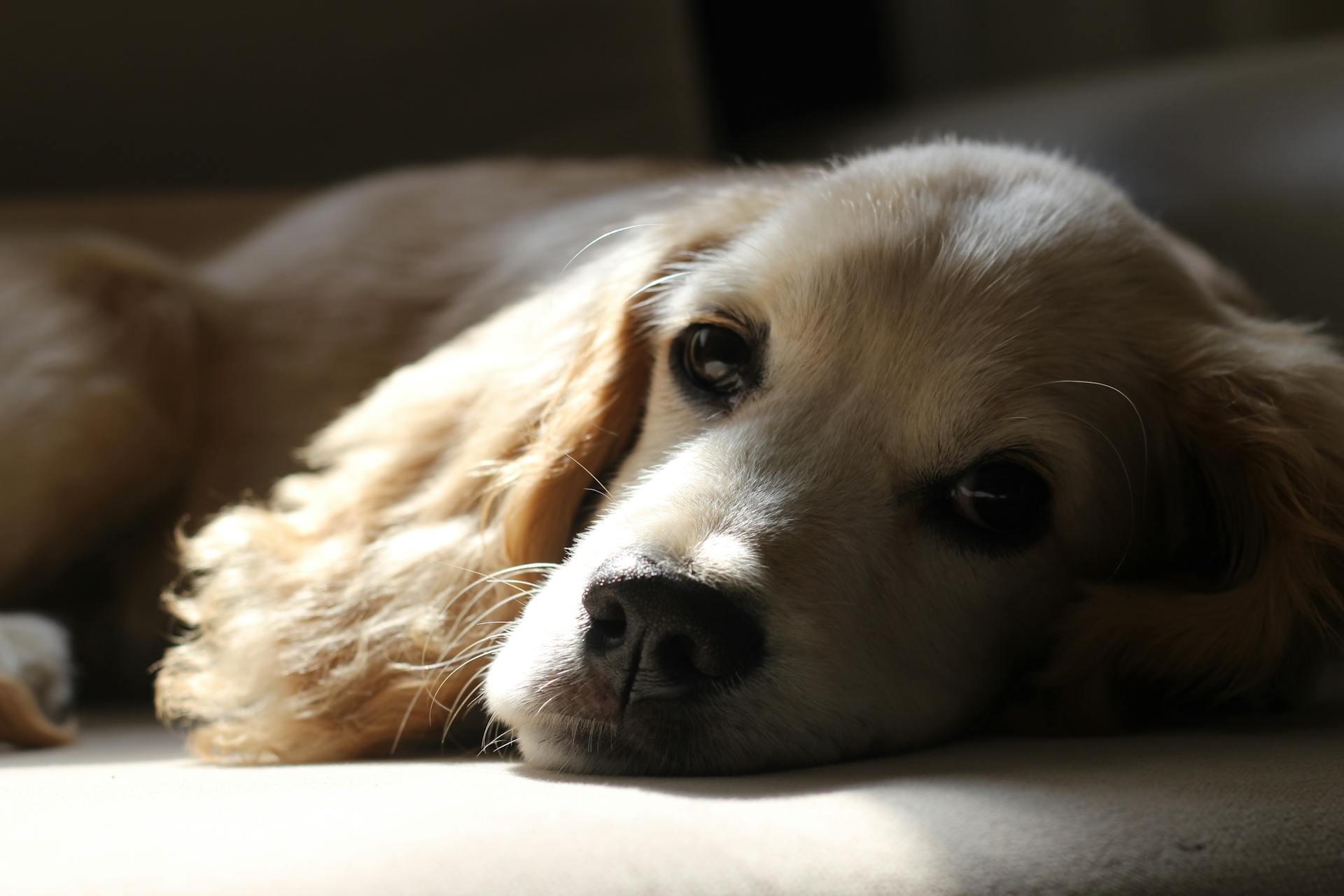 Un chiot doré étendu sur le sol