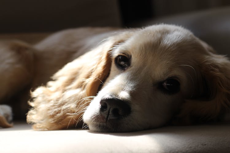 Golden Puppy Lying On Floor