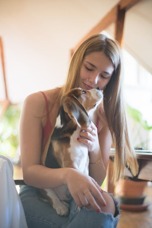 Ingyenes stockfotó aranyos, barátság, beagle témában