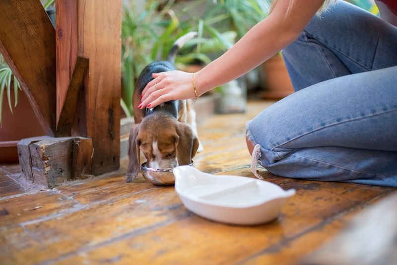 Su kabından su içen bir köpek