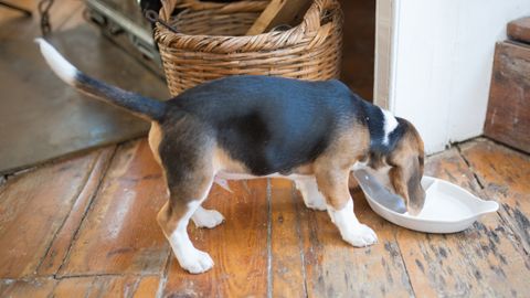 Wet Puppy Food: How to Compare Complete Growth Diets
