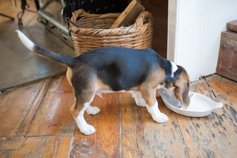 Young beagle eating from a white divided bowl on a wooden floor