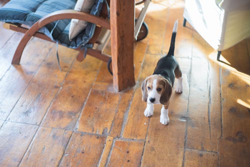 A Puppy Standing on a Wooden Floor