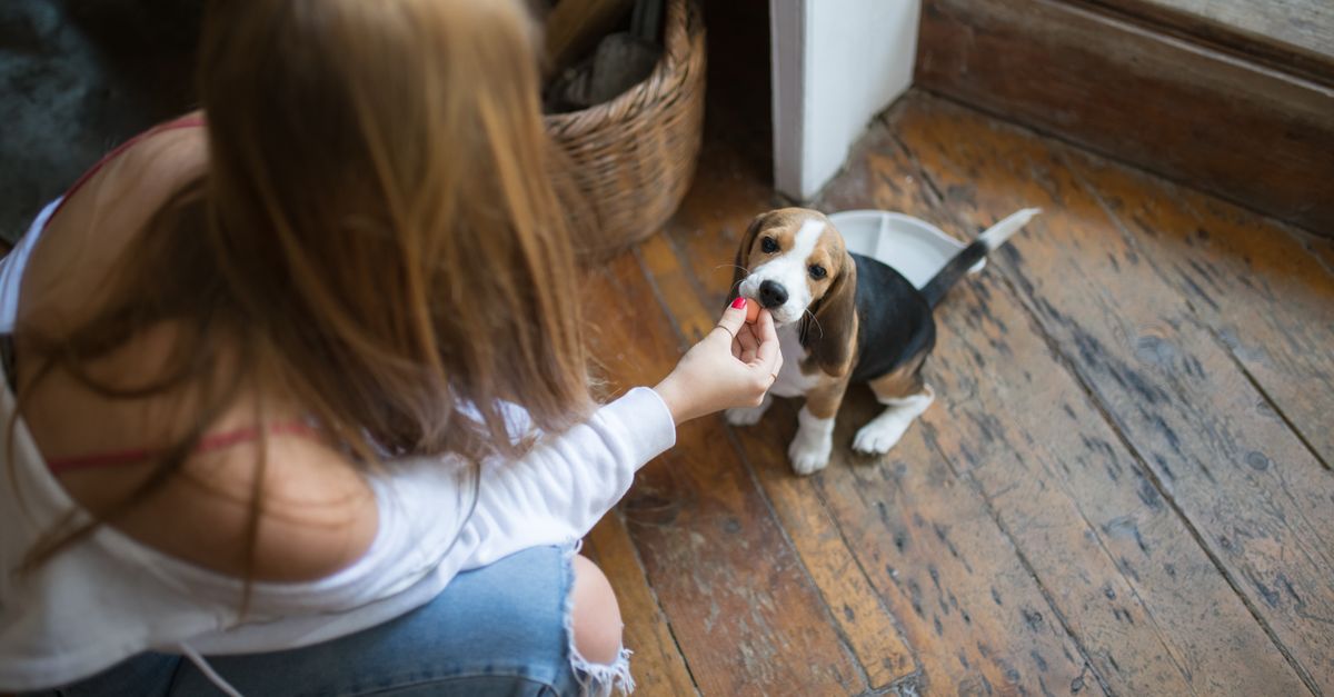 Why Your Dog Hides Food (And What It Really Means for Their Well-being)