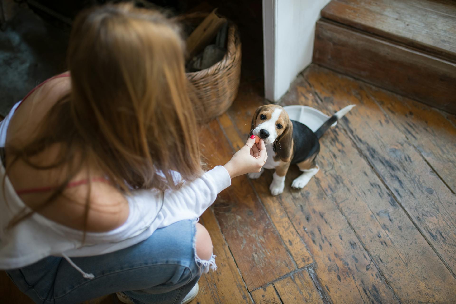 En kvinna som matar en hund