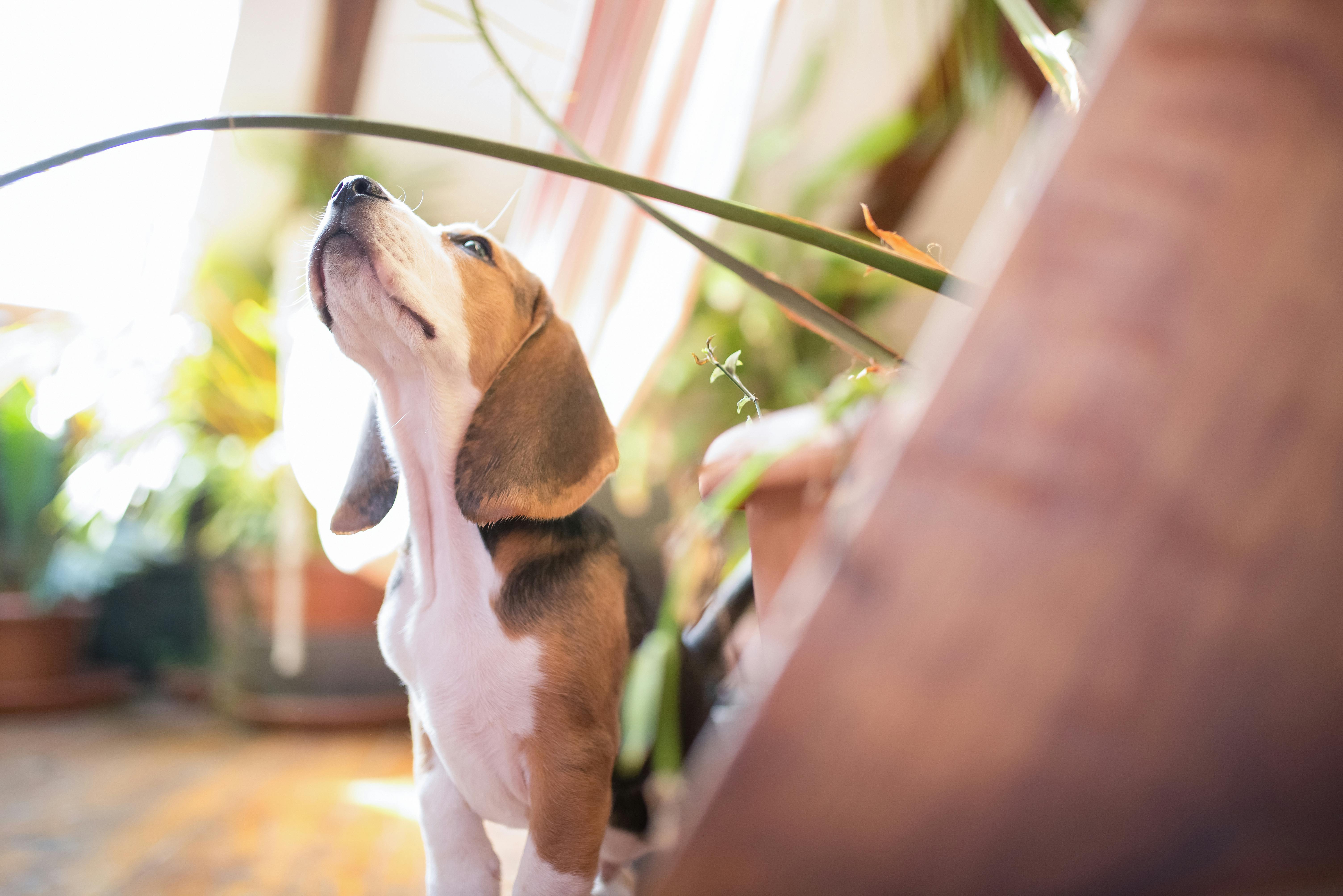 Tricolor Beagle Puppy Sitting on the Floor