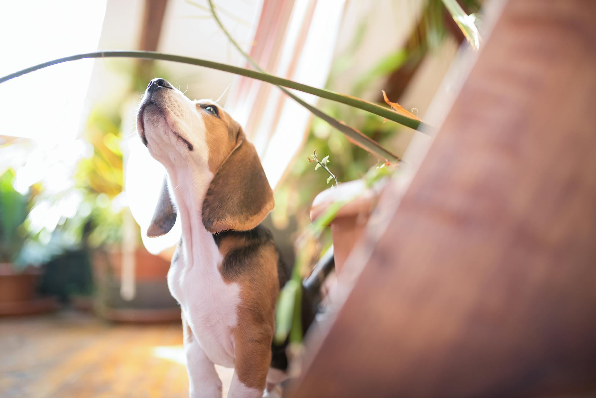 Tricolor Beagle-valpen sitter på golvet