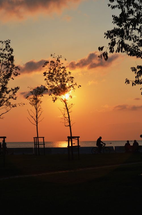 Free Silhouette of a cyclist and trees against a vibrant sunset by the sea. Stock Photo