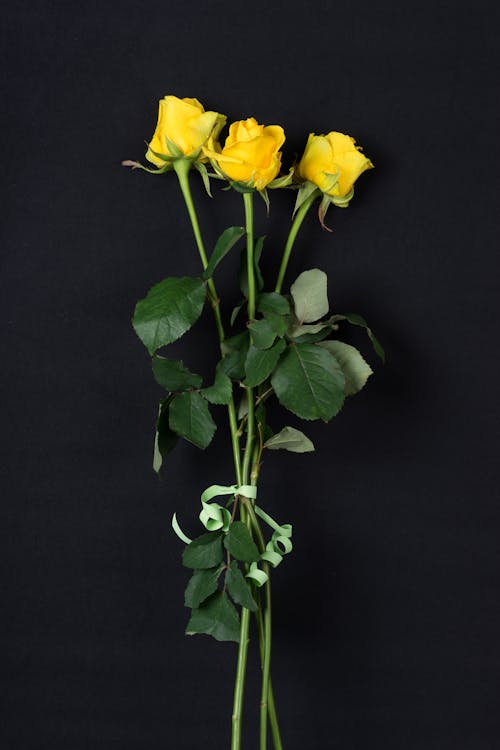 Yellow Roses over Black Surface