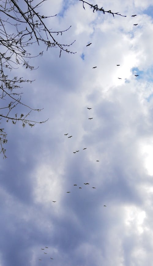 birds_flying, tumblr, 冷色調 的 免費圖庫相片