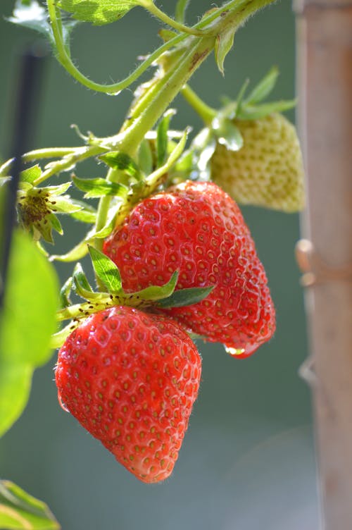 Immagine gratuita di fragola, fragole, frutta