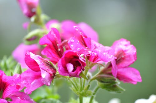Immagine gratuita di balcone, fiore, fiori